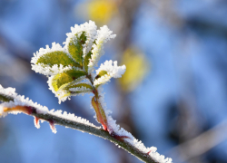 Май в России побил рекорд по заморозкам — а что в Новороссийске