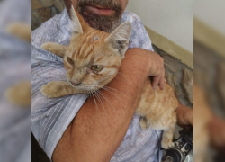 Никогда не отчаивайтесь: в Новороссийске спасли кота, неделю просидевшего в вентиляции