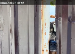 Собак, откусивших лицо ребенка в Сочи, не кормили несколько дней