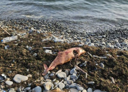 Дельфины погибли в сетях: прокуратура следит за рыбаками в Черном море   