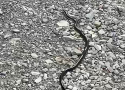 Огромную черную змею нашел новороссиец на пляже