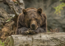 Всемирный день медведя отмечают в мире