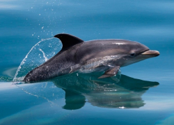 Какие дельфины обитают в Новороссийске, и как с ними "подружиться" 