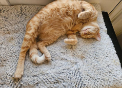 Гороскоп на 26 октября: кто-то из знаков точно проваляется на диване целый день