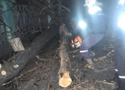 Первый пошёл: в Новороссийске норд-ост повалил деревья