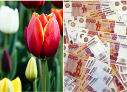 Больше 3 млн из бюджета Новороссийска потратят на тюльпаны 