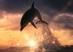 Более 130 дельфинов погибло в Чёрном море: виноваты рыбаки