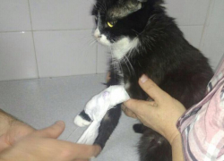 Кошка Соня нашла свою смерть в ветеринарной клинике Новороссийска "9 жизней"