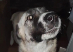 Новороссийские волонтеры ищут новый дом для алабая из Курской области 