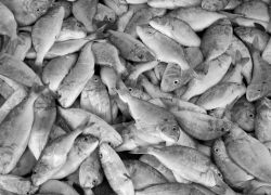 Со вкусом ртути: рыбу из портов Краснодарского края признали опасной из-за токсинов