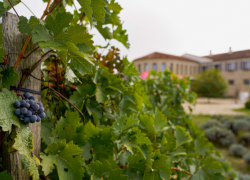 Не морем – так виноградом: за счет чего Краснодарский край «вытянул» туристический сезон