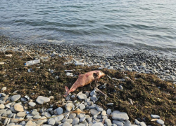 В Чёрном море продолжают массово гибнуть дельфины: мазут мог «подорвать» иммунитет китообразных 