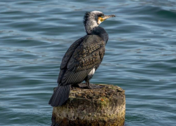 Не только лебеди и утки: кто ещё обитает в Суджукской лагуне Новороссийска 