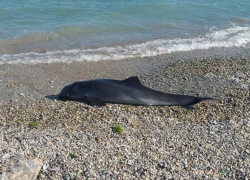 Что делать новороссийцам, если на берег выбросило дельфина (живого или мертвого)