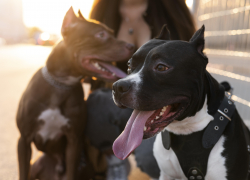 Завел питбуля – встал на учет: в Новороссийске может заработать реестр хозяев собак опасных пород