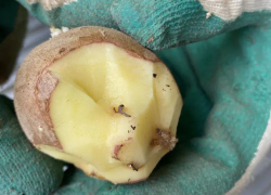 В Новороссийск из Египта приехала картошка с молью