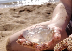 Пляжи в осаде, вода - желе: медузы атакуют Черное и Азовское моря