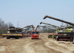 Почти 8,5 миллионов тонн зерна собрал аграрии в Краснодарском крае