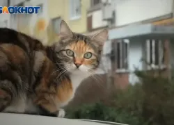 Гороскоп от Блокнота: Девам – не откладывать дела на потом, Скорпионам - не бояться нестандартных решений 