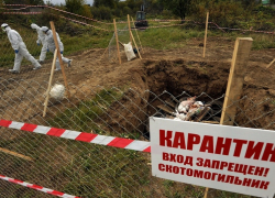 Новороссийцы боятся сибирской язвы: мэрия "забыла" про скотомогильники 