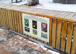 Поосторожнее с цветами: маленький букет подснежников может обойтись новороссийцам в 5000 рублей