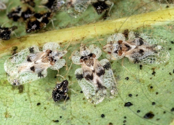 Клоп-кружевница, завезенный через порт Новороссийск, повредил 372 га лесов