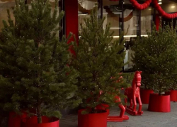 В Новороссийске производят ёлки для России и других стран 