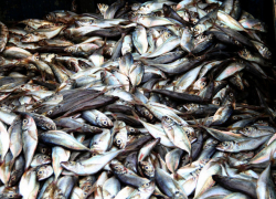 Новороссиец наловил рыбы на 1,2 миллиона рублей