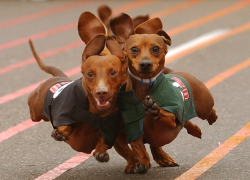  Собаки в Новороссийске уже сдали свои нормы ГТО, теперь – очередь за людьми