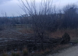 Вырванное с корнем дерево лежит на Южных прудах с норд-оста 