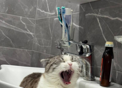 Атака в Новороссийске заставила понервничать пушистиков