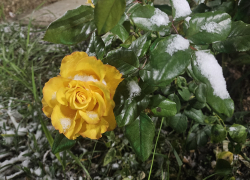 Гороскоп от «Блокнота»: Весам срочно отдохнуть, а Львам быть готовыми к неожиданным поворотам 