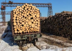 Нелегальная сосна не доехала до Новороссийска