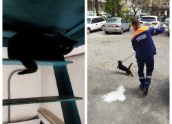 Большой черный кот устроил дебош в подъезде в Новороссийске