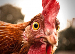 Салат "Цезарь" влетит в копеечку новороссийцам: курица выросла в цене
