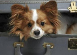 Собака Шура из Новороссийска изменила правила перевозки животных во всей стране