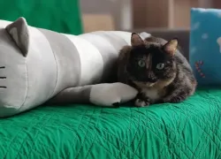 В приюте Новороссийска нашли нарушения: дело о бездомных животных дошло до суда