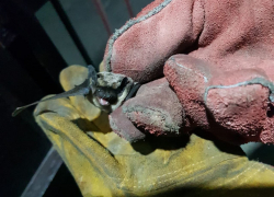 Летучая мышь “посетила” квартиру новороссийцев и напугала их