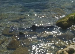 Раненый дельфин приплыл умирать к людям