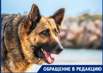 В пригороде Новороссийска пара «огромных» овчарок угрожают безопасности прохожих