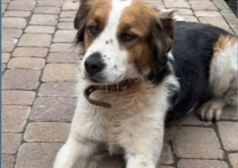 «Помогите найти друга!»: хозяева собаки Белки просят новороссийцев помочь