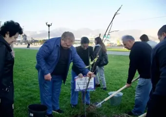 Новороссийская набережная становится ещё зеленее: высажено 20 молодых лип