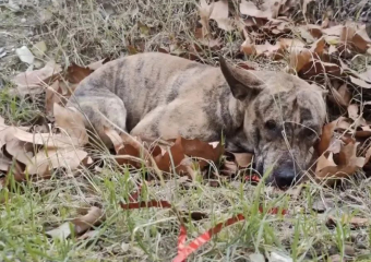 В Новороссийске хозяин выкинул собаку из окна: волонтёры бьют тревогу
