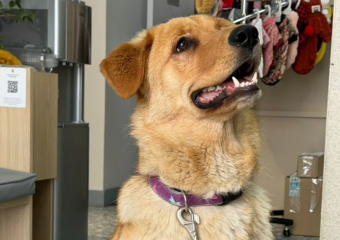 Послушная и добрая девчонка ищет дом в Новороссийске