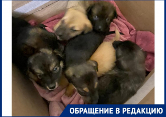 Жительница Новороссийска пристроила у себя дома 22 брошенных щенка – все они нуждаются в вашей помощи