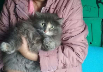 Спасатели и бабушки спасли офонаревшего кота в Новороссийске