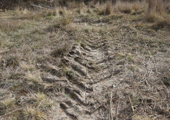 Сразу два ведомства отреагировали на скандал с уничтожением краснокнижников в Новороссийске
