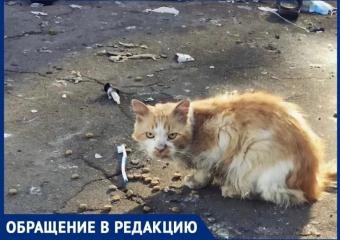 Волонтеры Новороссийска просят помощи в спасении животных из зоны СВО