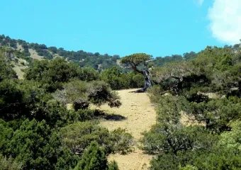 Редколесье, которое нельзя потерять: в Новороссийске под защиту взяли уникальный можжевеловый массив