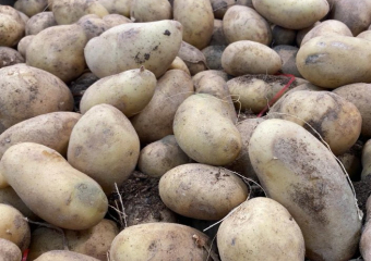 Картошка становится золотой: пюре скоро смогут себе позволить только состоятельные новороссийцы?